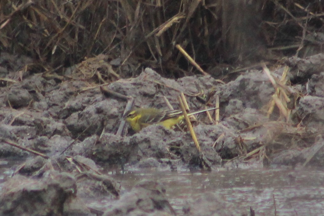 Lavandera Boyera - ML647239495