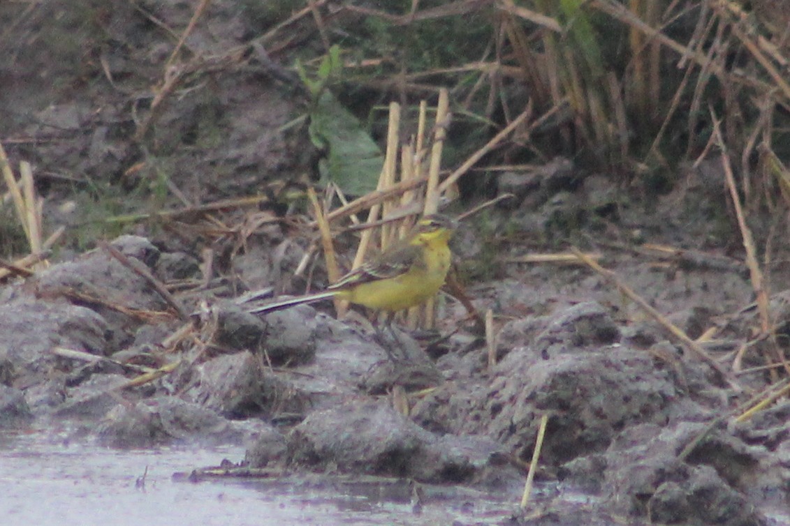 Lavandera Boyera - ML647239496