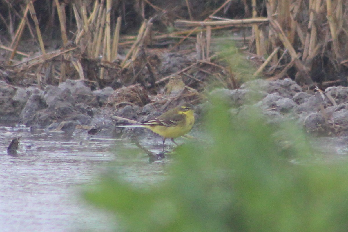 Lavandera Boyera - ML647239497