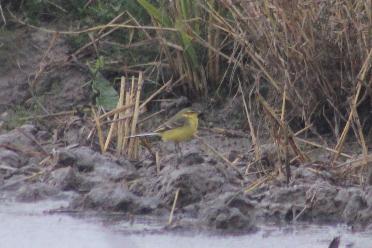 Lavandera Boyera - ML647239498