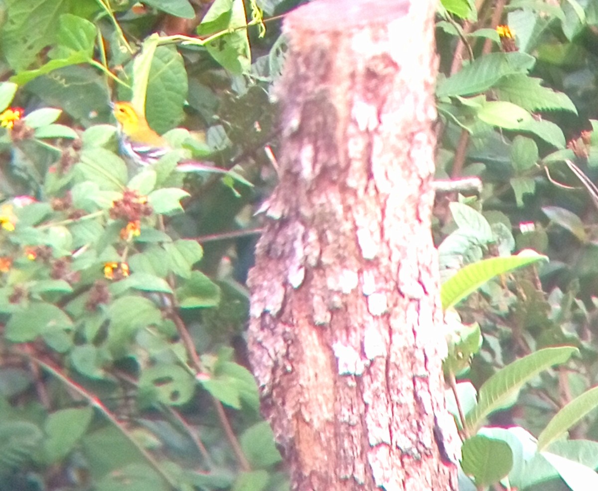 Black-throated Green Warbler - ML647239506