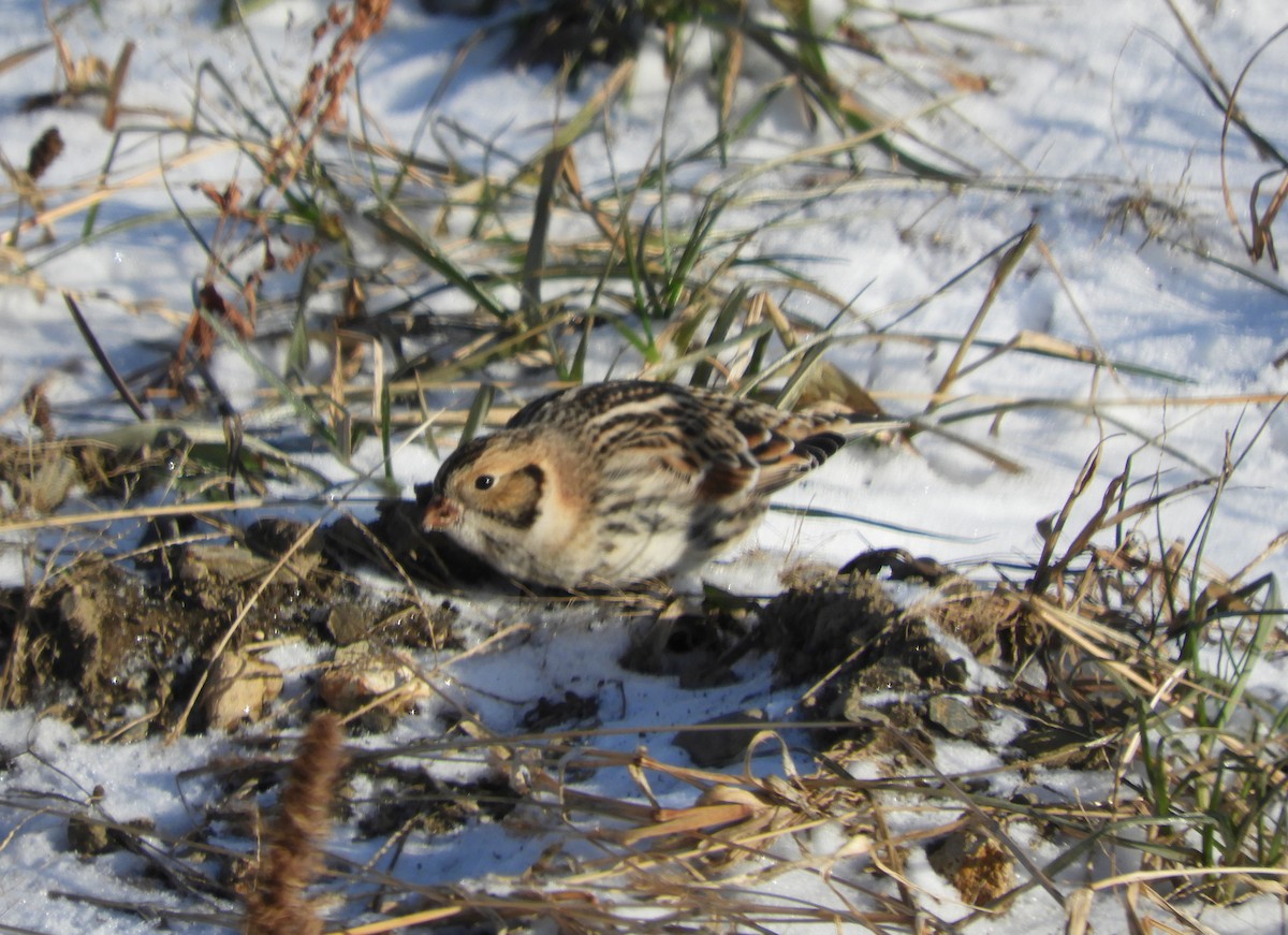 Lapland Longspur - ML647239508