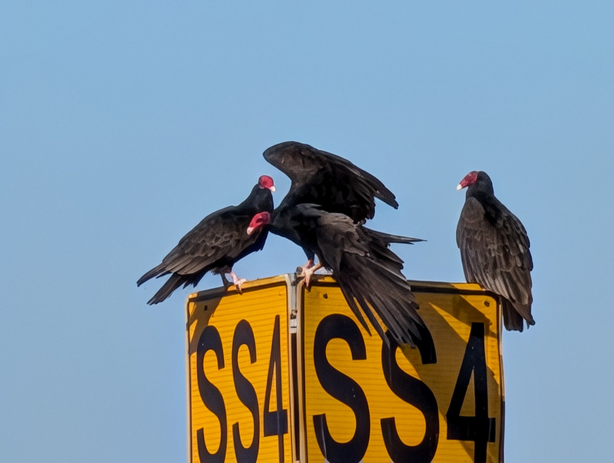Turkey Vulture - ML647239509