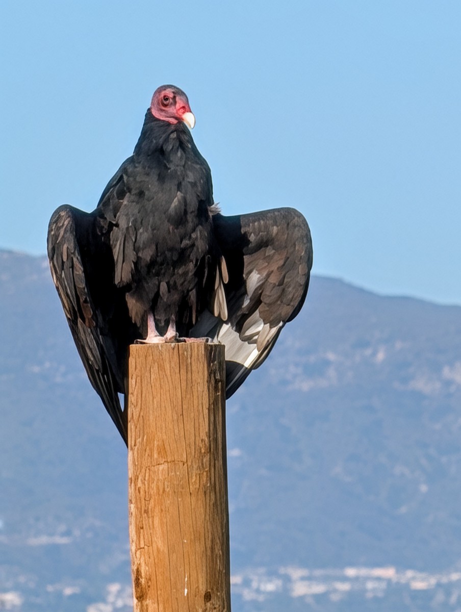 Turkey Vulture - ML647239510