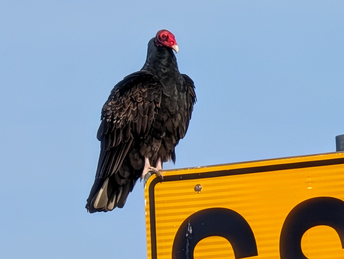 Turkey Vulture - ML647239511