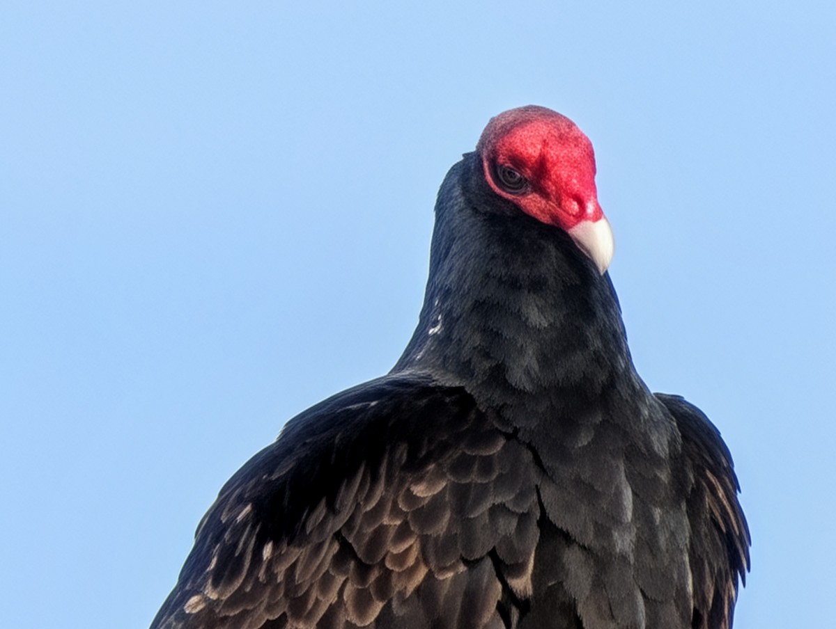 Turkey Vulture - ML647239512