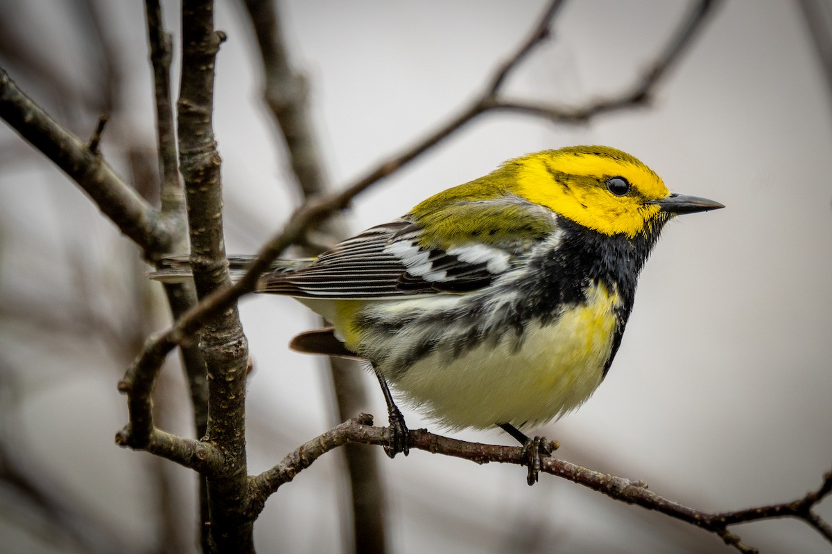 Black-throated Green Warbler - ML647239531