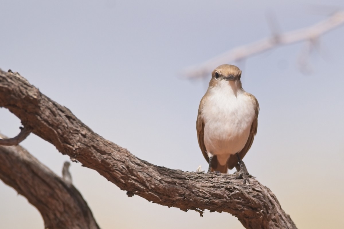 Marico Flycatcher - ML647239538