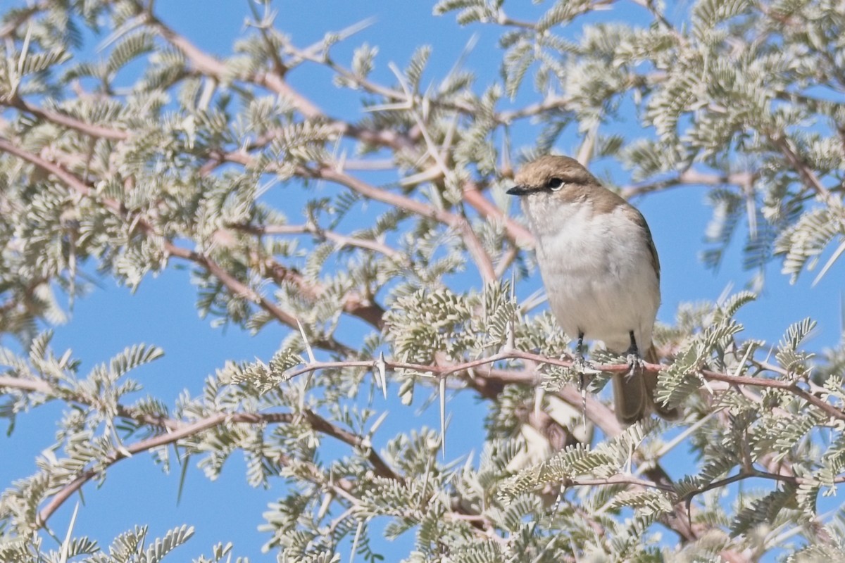 Marico Flycatcher - ML647239539