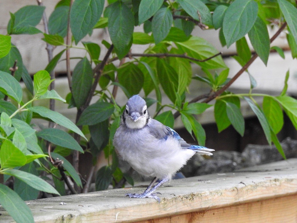 Blue Jay - ML647239549