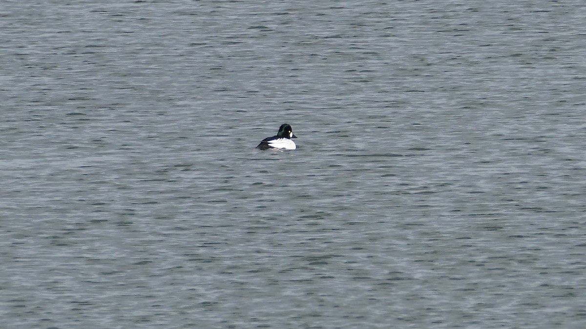 hohol severní - ML647239555