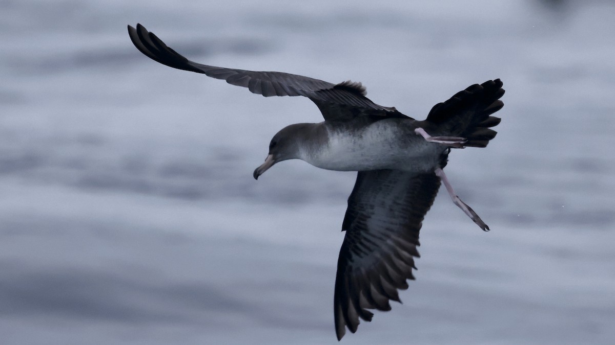 Pink-footed Shearwater - ML647239557