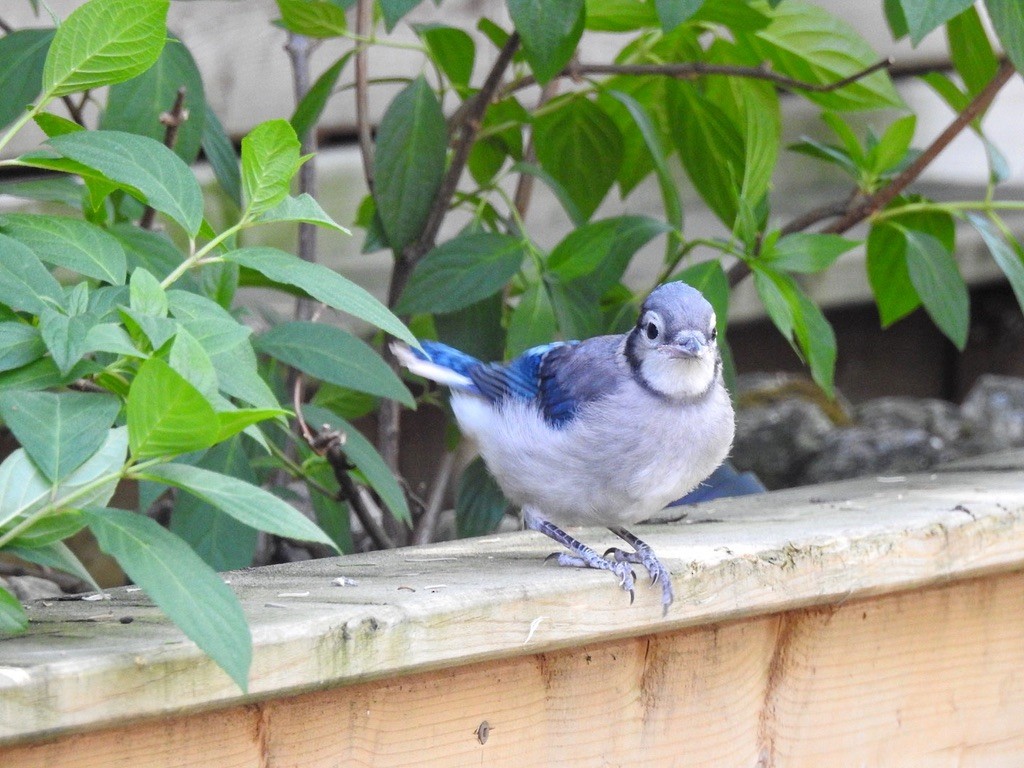 Blue Jay - ML647239562