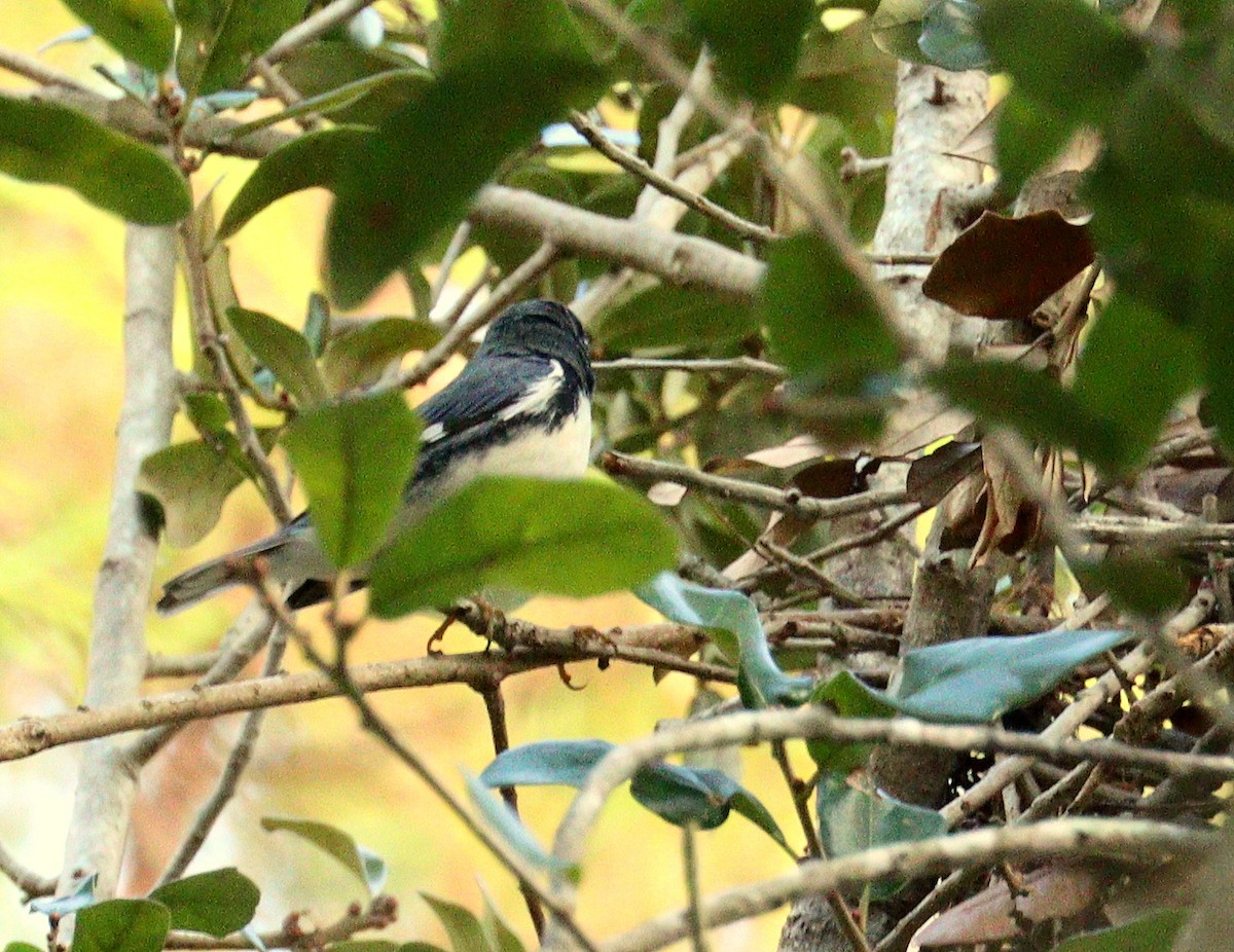Black-throated Blue Warbler - ML647239565