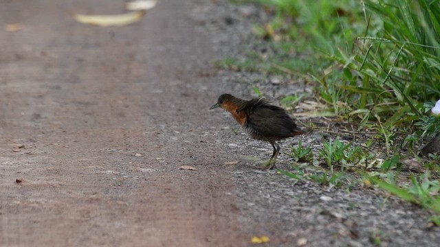 Rufous-sided Crake - ML647239566