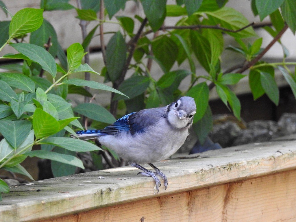 Blue Jay - ML647239569