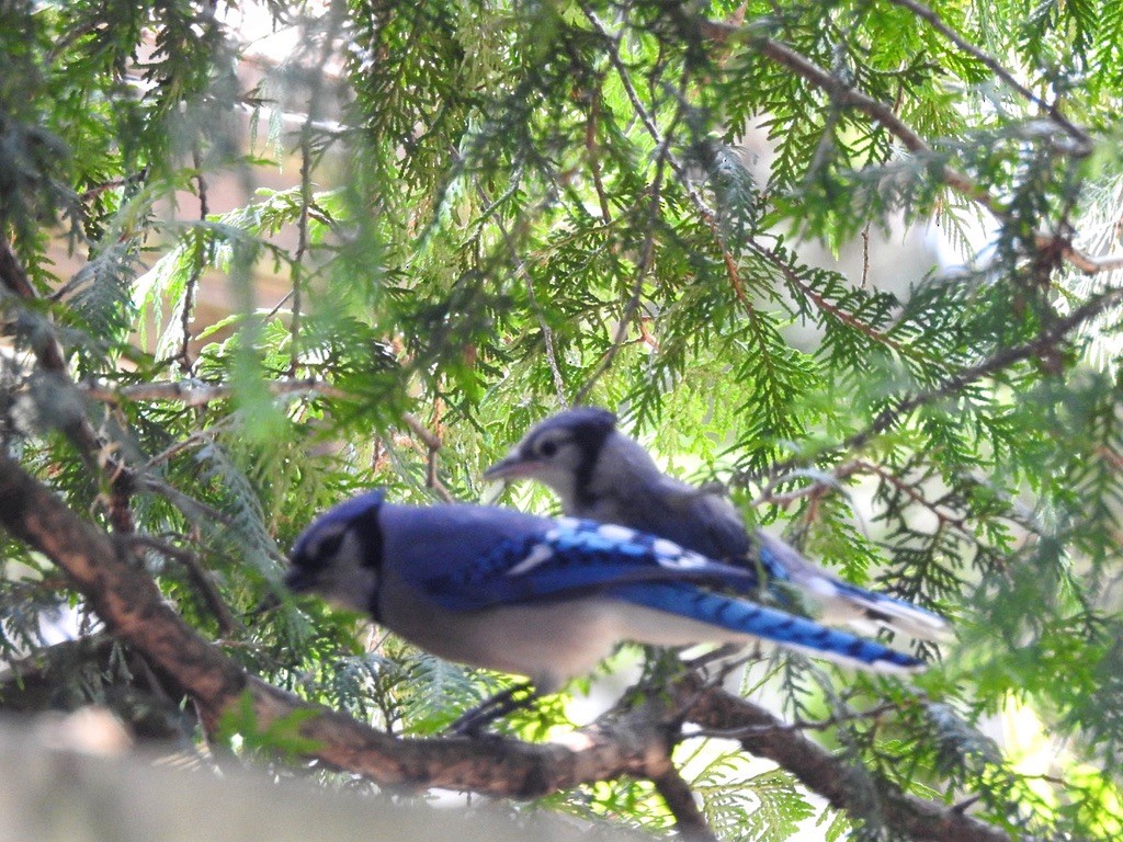 Blue Jay - ML647239583