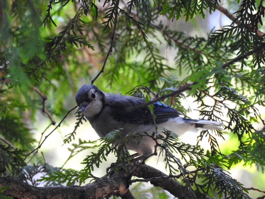 Blue Jay - ML647239585