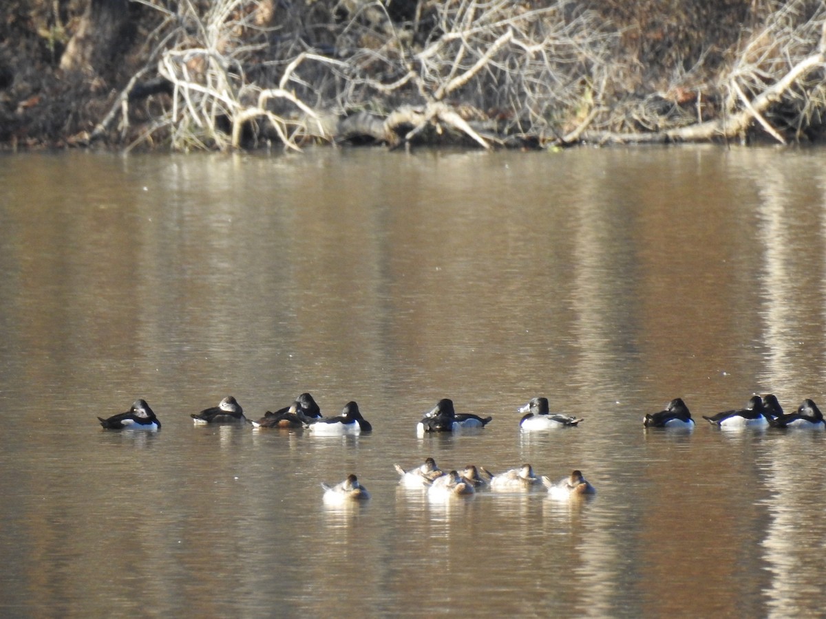 Американская савка - ML647239586