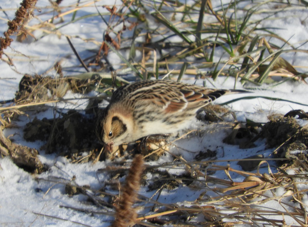 Lapland Longspur - ML647239588