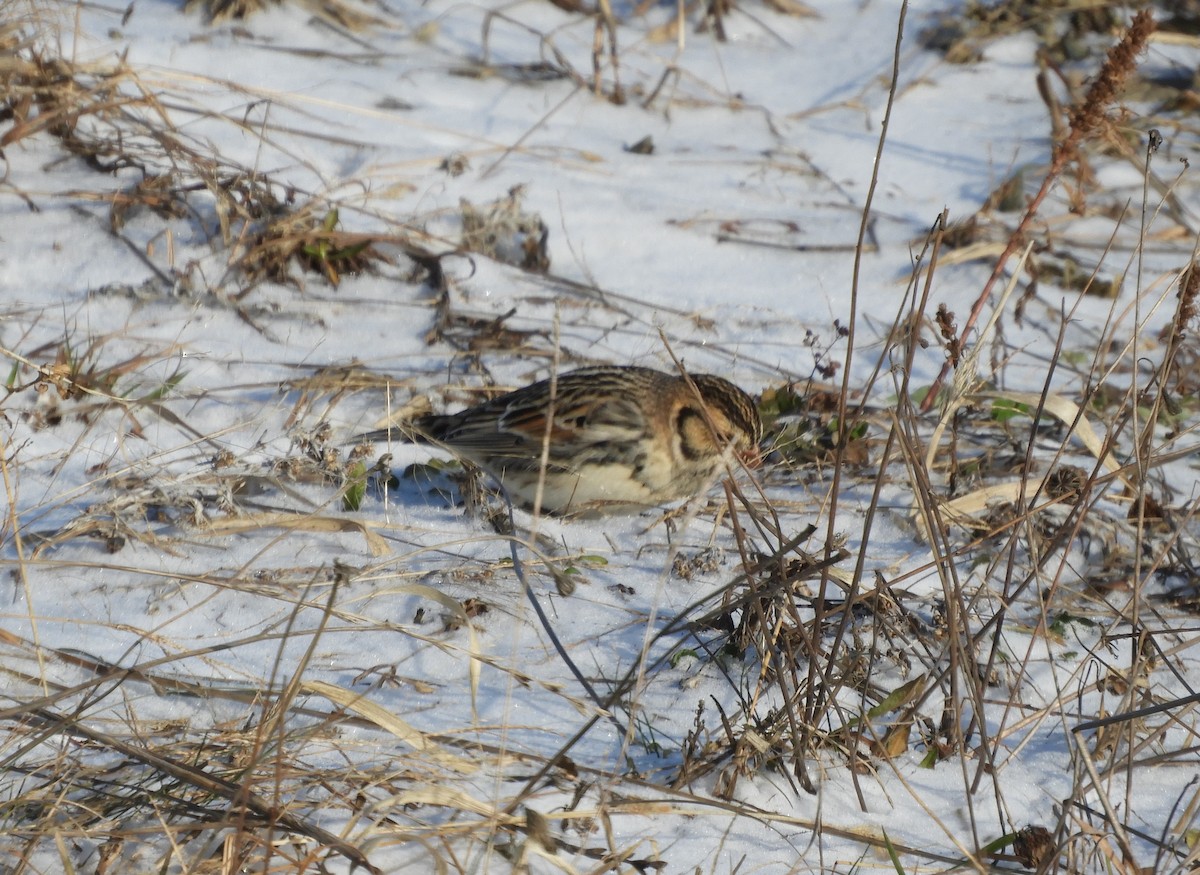 Lapland Longspur - ML647239589