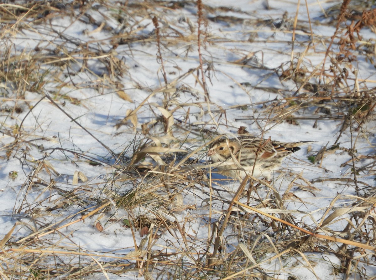 Lapland Longspur - ML647239590