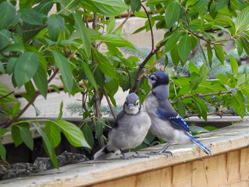 Blue Jay - ML647239593