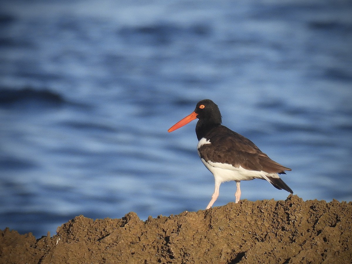 ústřičník americký - ML647239595