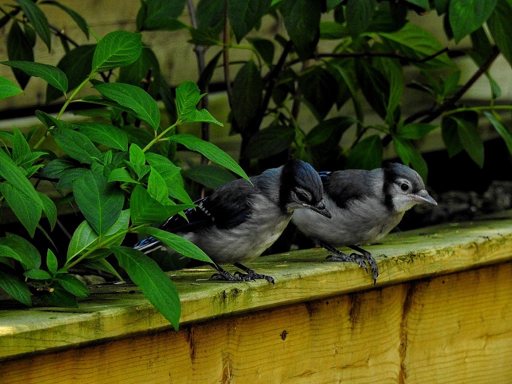 Blue Jay - ML647239600