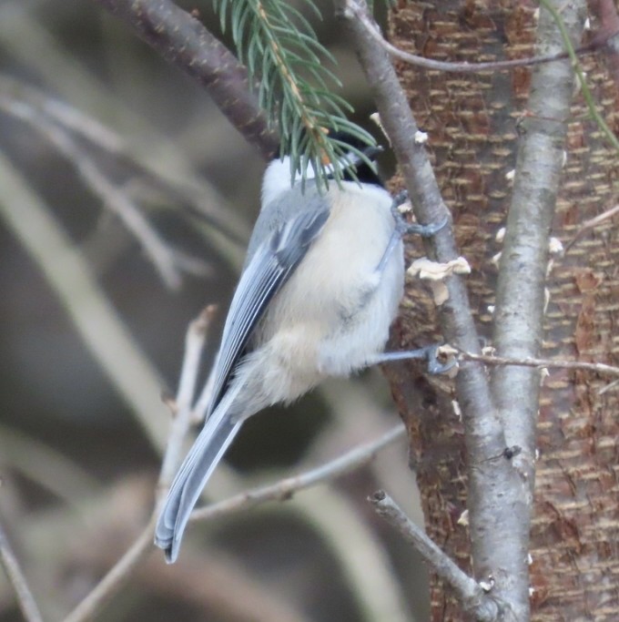 Black-capped Chickadee - ML647239601