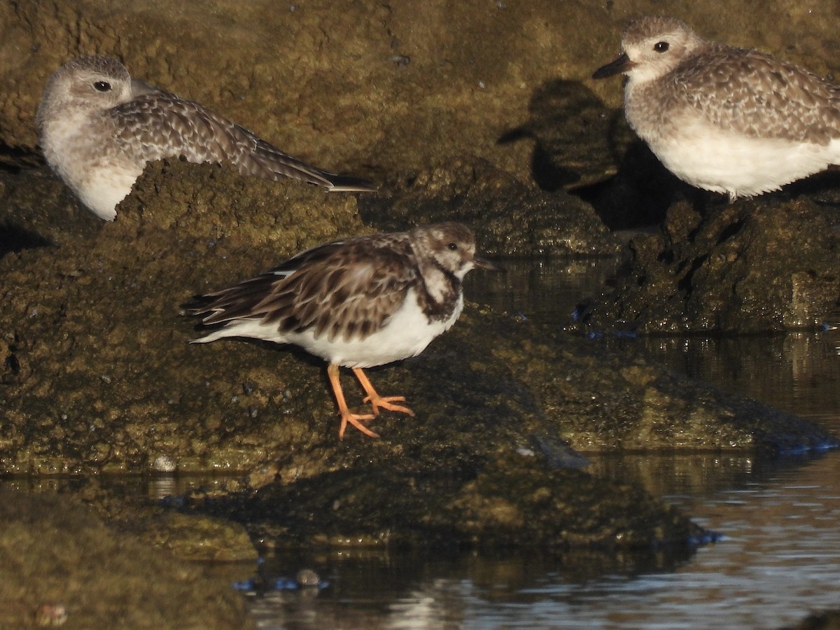 Ruddy Turnstone - ML647239603