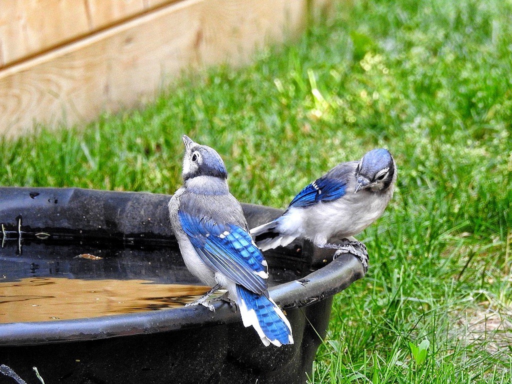 Blue Jay - ML647239607