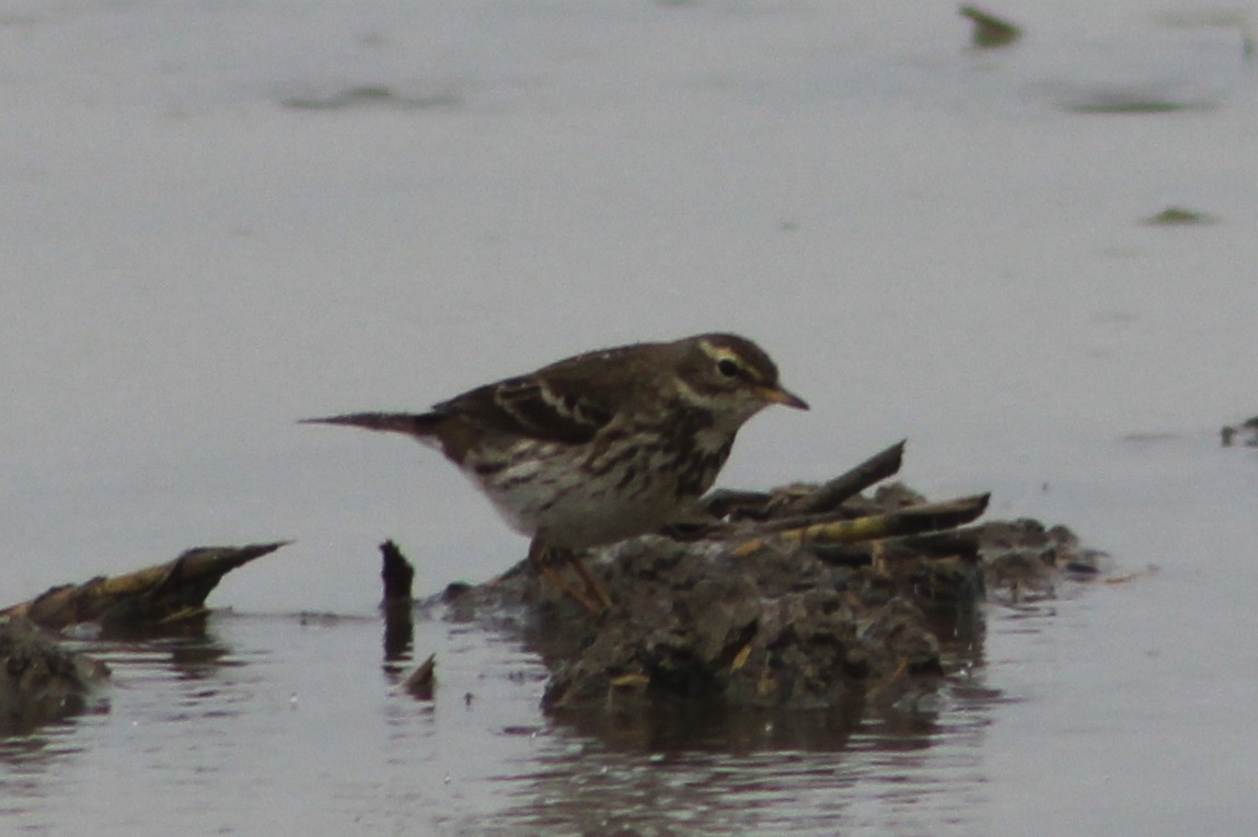 Bisbita Alpino - ML647239609