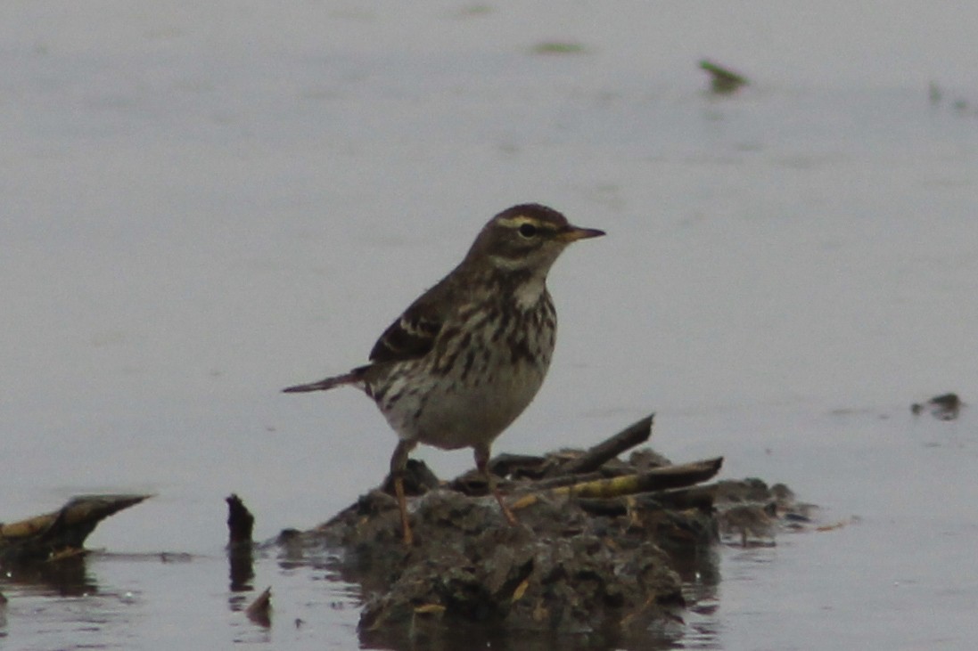 Bisbita Alpino - ML647239610