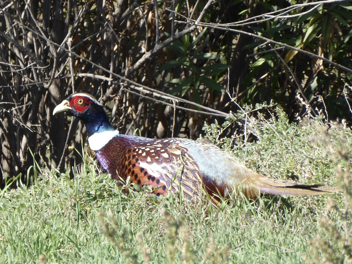 Ring-necked Pheasant - ML647239611