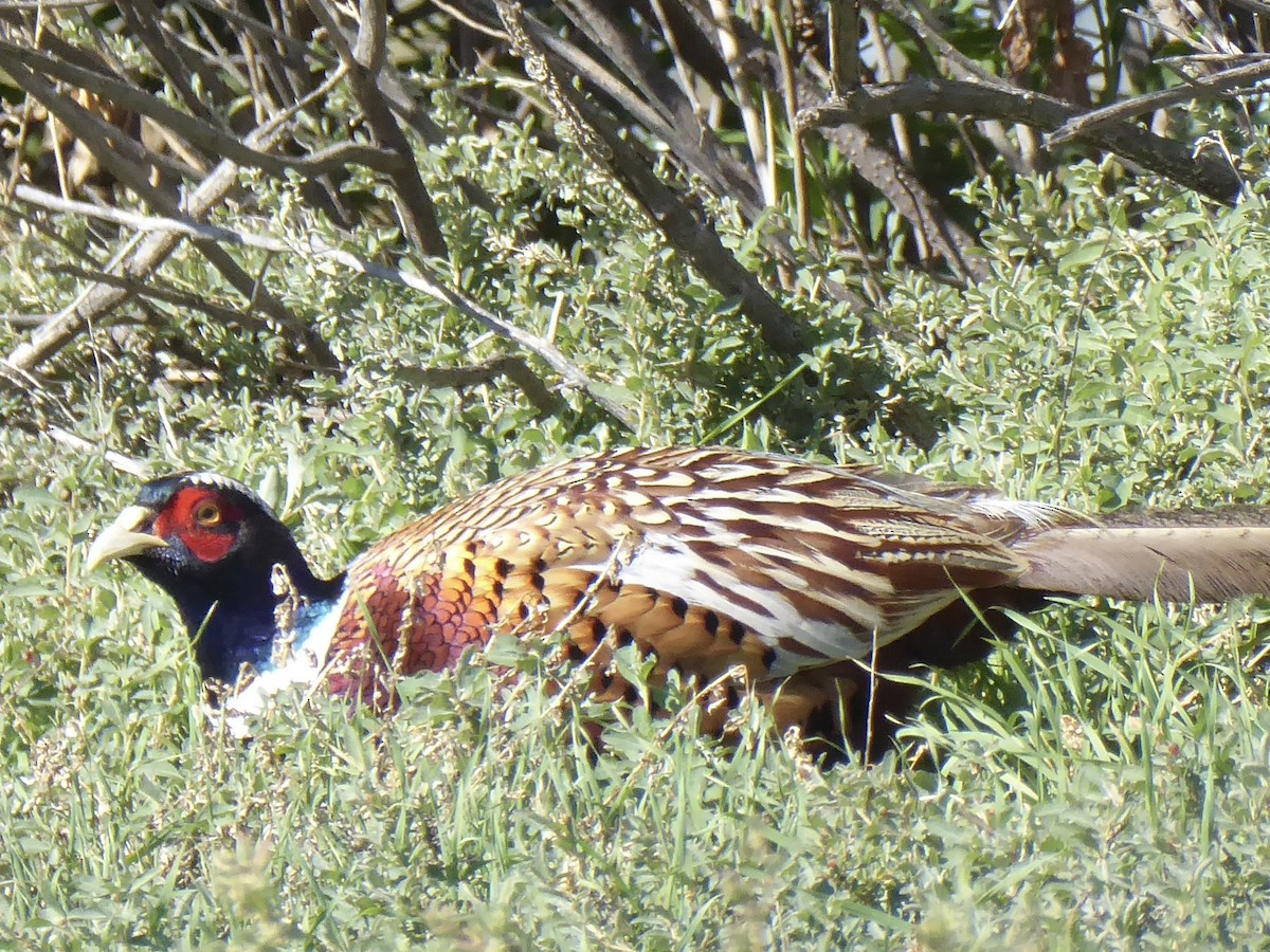 Ring-necked Pheasant - ML647239612