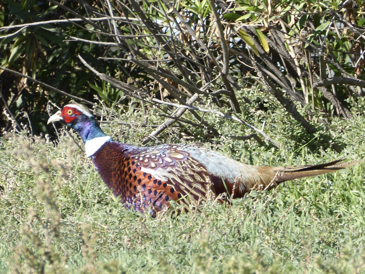 Ring-necked Pheasant - ML647239613