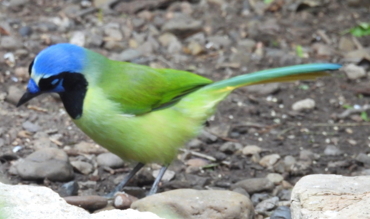 Перуанская сойка - ML647239615