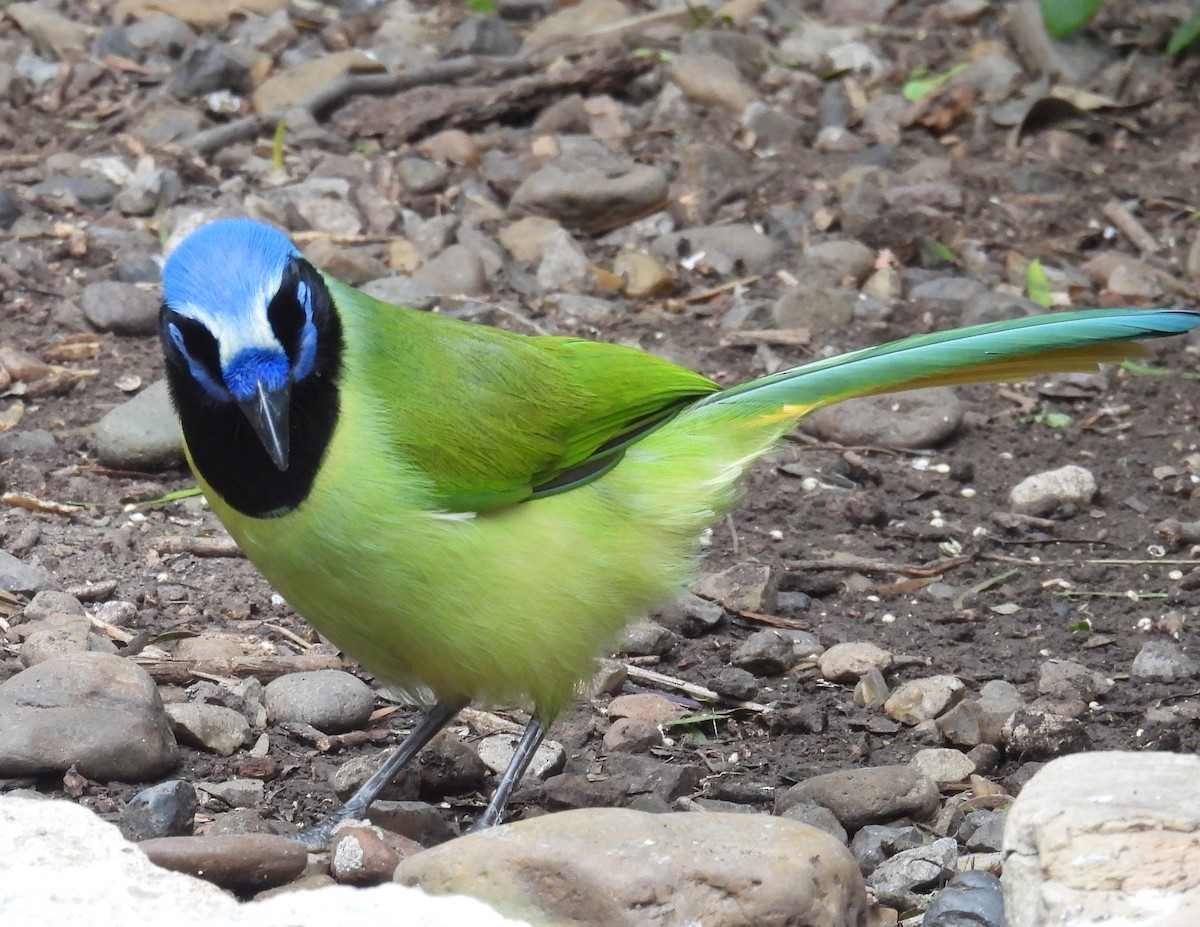 Перуанская сойка - ML647239616