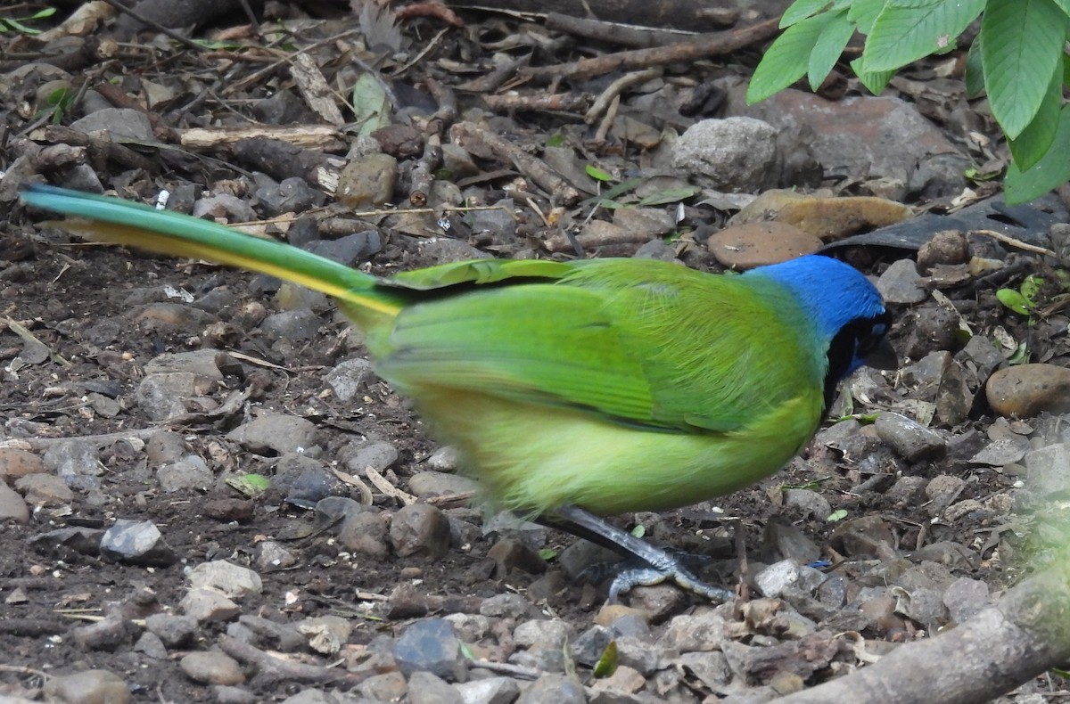 Перуанская сойка - ML647239617
