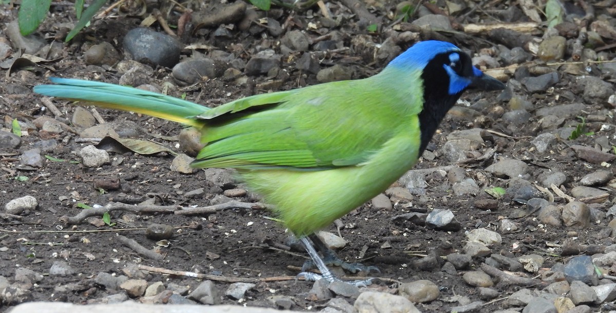 Перуанская сойка - ML647239618