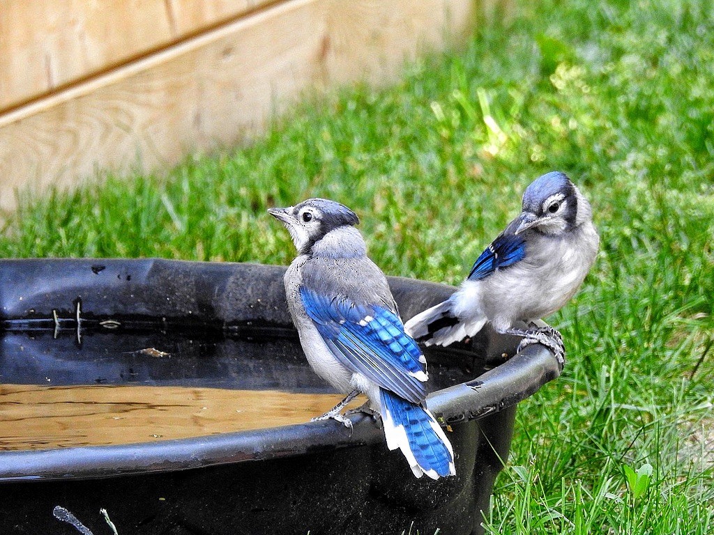 Blue Jay - ML647239619