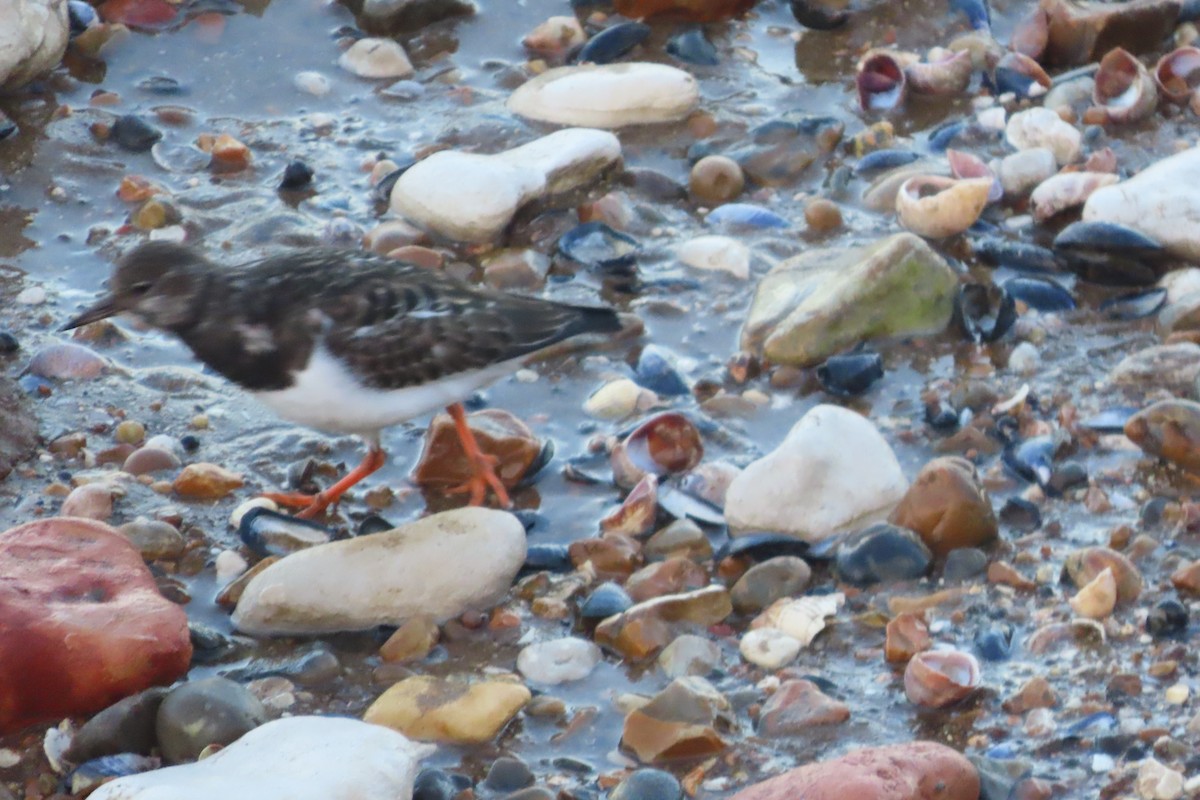 Ruddy Turnstone - ML647239620