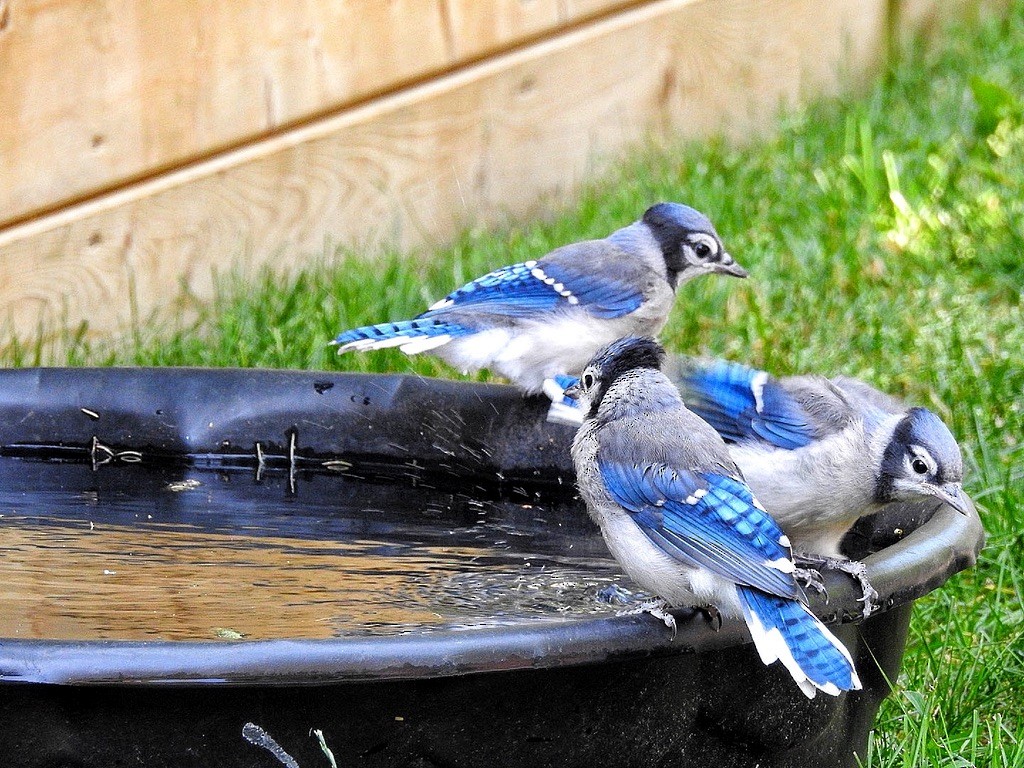 Blue Jay - ML647239623