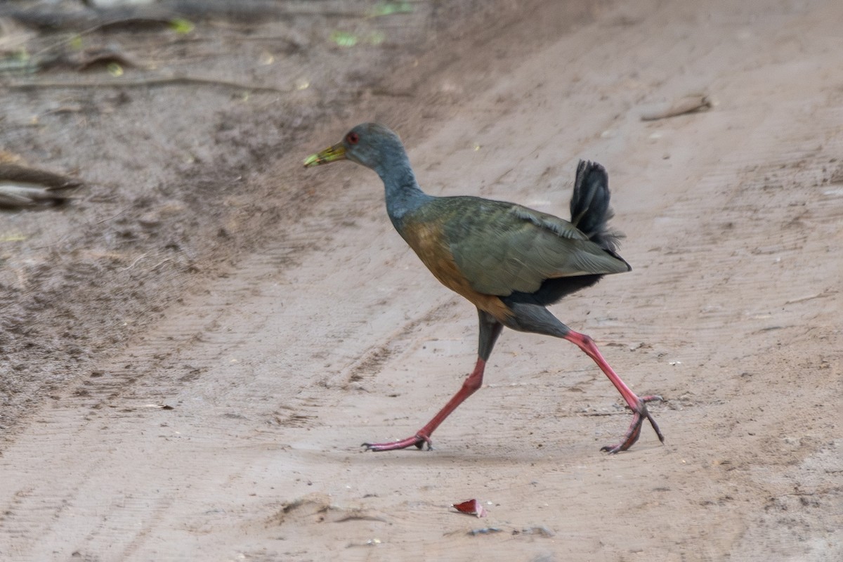 Gray-cowled Wood-Rail - ML647239628