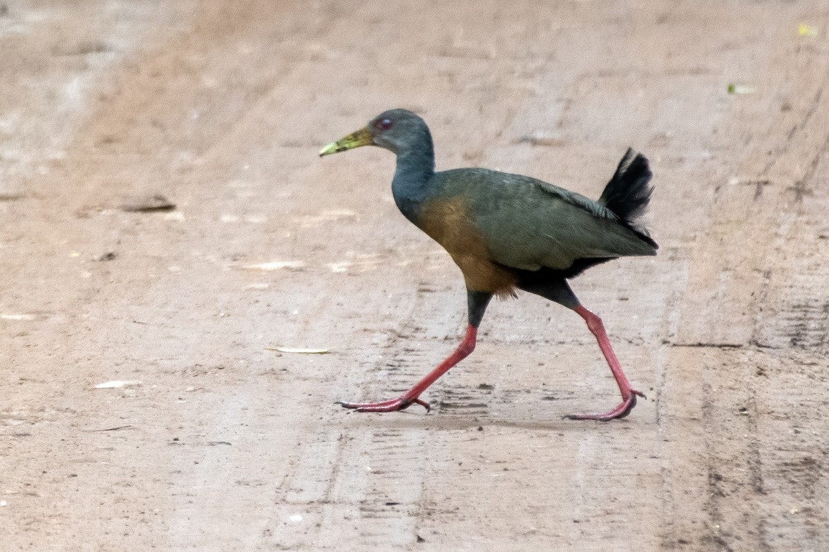 Gray-cowled Wood-Rail - ML647239629