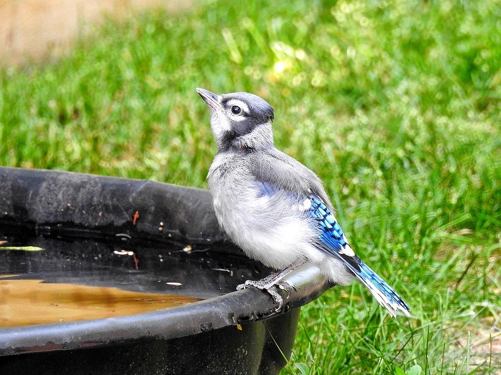 Blue Jay - ML647239634