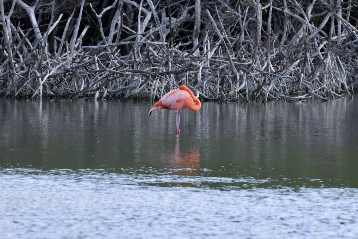American Flamingo - ML647239641