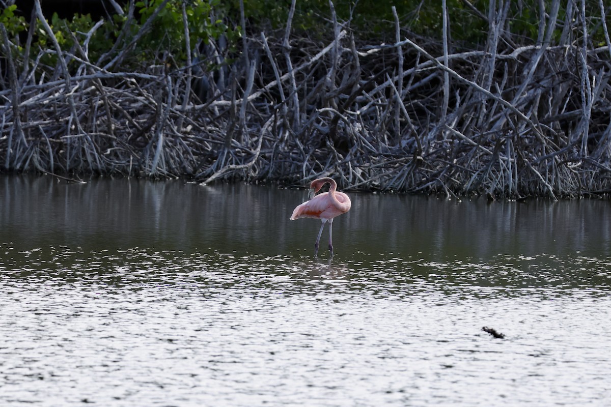American Flamingo - ML647239642