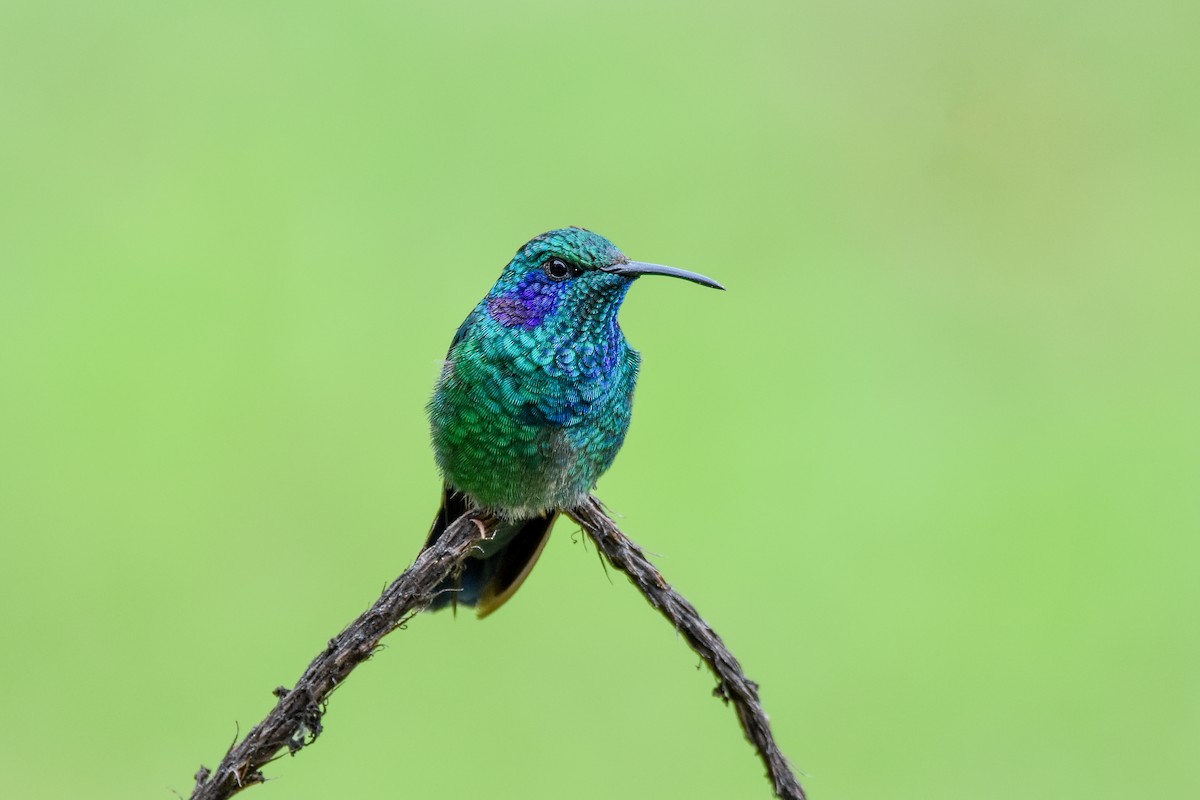 Lesser Violetear - ML647239645